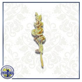 Pañuelo Virgen de la Caridad con Réplica de Nardo